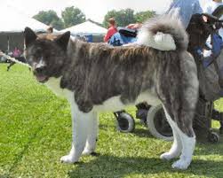  Akita Inu  