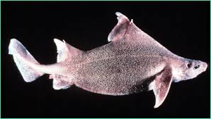 Prickly dogfish - via Daymix
