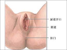 阴道开口位于尿道口后，肛门前。