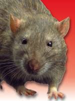 http://images.google.com/images?q=tbn:Le63ACaWgGwJ:www.enforcer.com/images/pagepix/rat.jpg