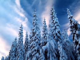 Snow-Covered Trees