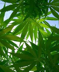 marijuana - via Daymix