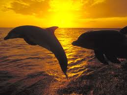   Dolphins   at Sunset