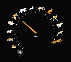 Image <b>As Fast</b> <b>...</b> Picture