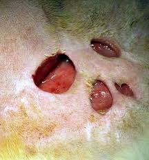 http://upload.wikimedia.org/wikipedia/commons/9/90/Feline_Actinomycosis.JPG