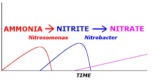WATER QUALITY THE  NITROGEN CYCLE  