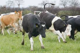 “Walkers warned over cow - via Daymix