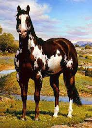 The American Paint Horse A