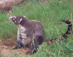When coatis find a tree of a fruit