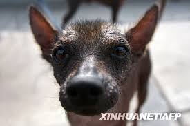 秘鲁拟向奥巴马赠送无毛犬[组图]