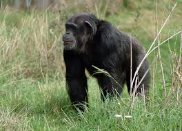 Common Chimpanzee (Pan - via Daymix