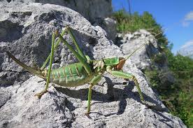 They eat frogs and small