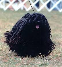      winning white  Puli   in the U S    