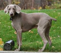 Breed Information  Weimaraner  