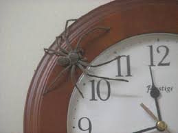 Huntsman Spider