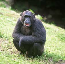 Waal's Chimpanzee Politics - via Daymix