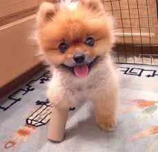 >>More Relate cute puppies