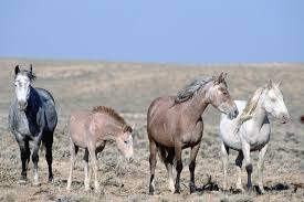 best horse photos