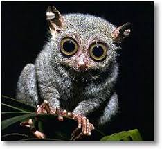 tarsier 4