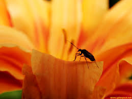 Right: Bug on orange