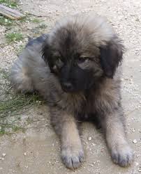   Sarplaninac   puppies for sale