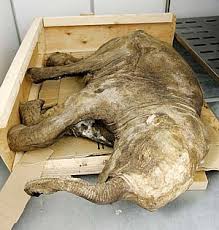   Baby   mammoth 