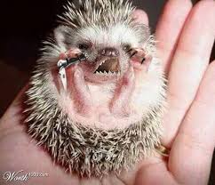 Horrifying  cute   animals    