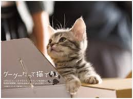猫の画像1