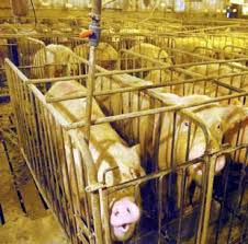 Factory farm scene