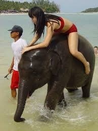      tener  sexo   con  animales   