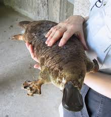 PLATYPUS--An Electricity Detector.