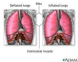 Breathing consists of two phases
