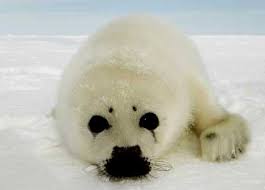 Image Barbaric Blood-Letting <b>Seal</b> Picture