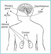 or  adrenal extract 