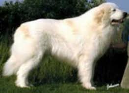   Pyrenean   Mountain Dog puppies are    
