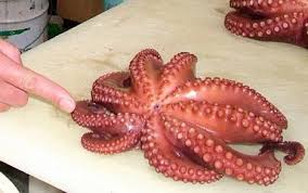 An  octopus   with nine tentacles was    
