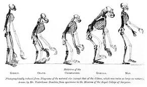 evolution - via Daymix