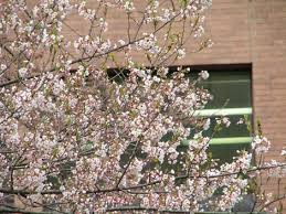 巨石に落雷落ちてできた割れ目に