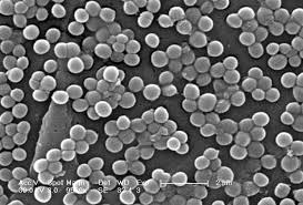 for MRSA: Is it time? - via Daymix