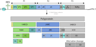 ViralZone: Picornaviridae - via Daymix