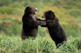 Brown Bear Waltz. Alaska. - via Daymix