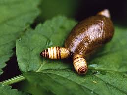 mimicry