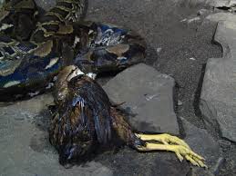 Reticulated Python - via Daymix