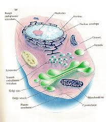 eucaryotic  cell  