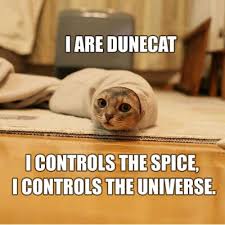 Friday Dose Of  Cute Cats   Dunecat 