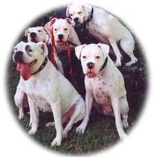 Deaf White Boxers