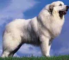   Pyrenean   Mountain Dog