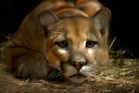 The US  Endangered Species   Act ESA    