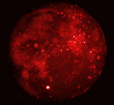 APOD: 2003 November 8