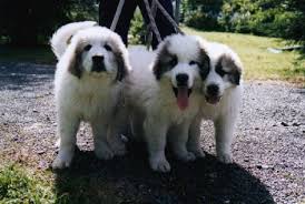   Pyrenean   Mountain Dogs